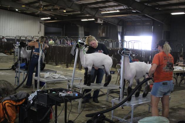 Sheep Showing