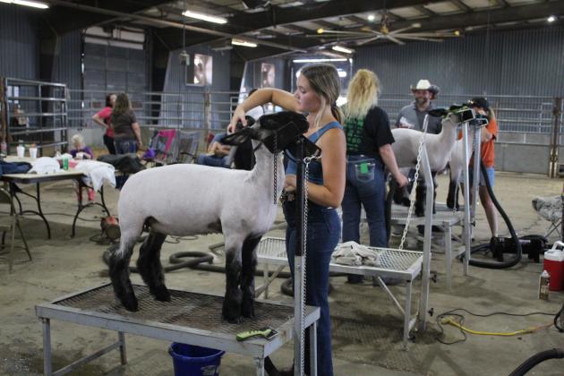 McLoud senior JoHannah Beasley grooms her commercial crossbred ewe "Punchy," after taking fourth place at the Pottawatomie County Free Fair, on Sept. 10. Behind her is fellow McLoud senior Madison Bickel, who took third. Countywide &amp; Sun/Natasha Dunagan