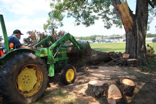 Principal Randy Dilbeck works to cut up and remove a branch from a century-old pecan tree on the high school grounds.