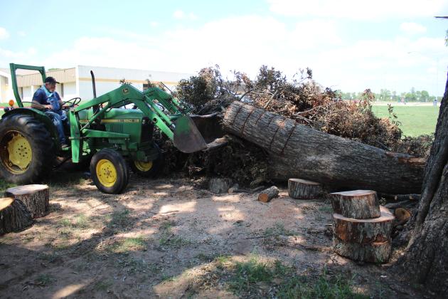 Principal Randy Dilbeck works to cut up and remove a branch from a century-old pecan tree on the high school grounds.