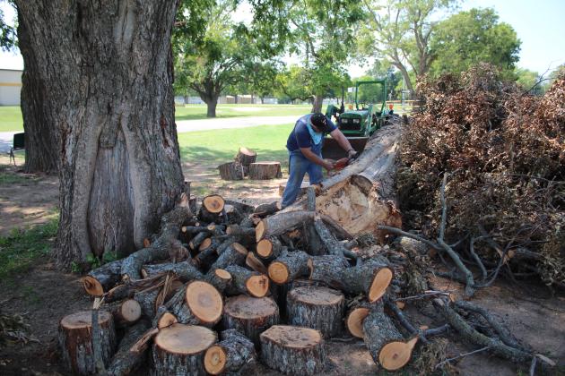 Principal Randy Dilbeck works to cut up and remove a branch from a century-old pecan tree on the high school grounds.