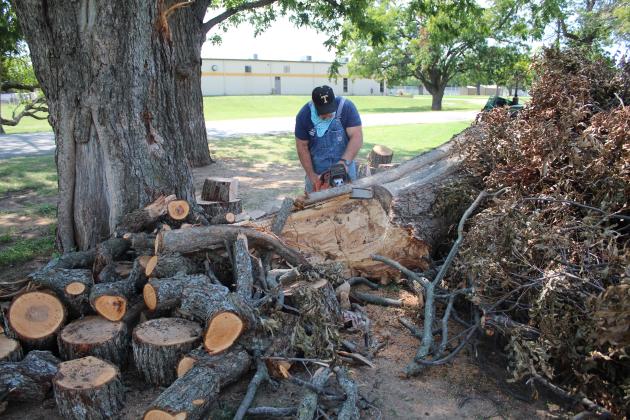 Principal Randy Dilbeck works to cut up and remove a branch from a century-old pecan tree on the high school grounds.
