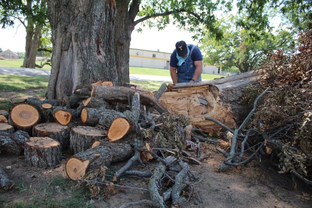 Principal Randy Dilbeck works to cut up and remove a branch from a century-old pecan tree on the high school grounds.
