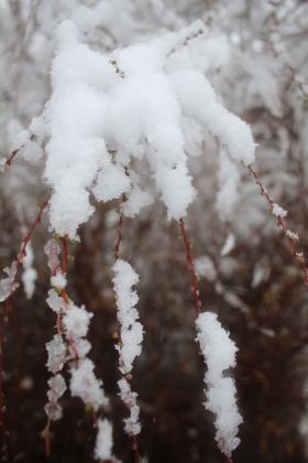 Snowy Tuesday