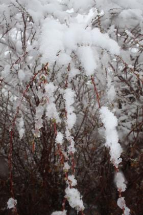 Snowy Tuesday