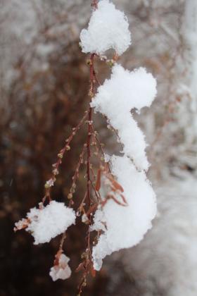 Snowy Tuesday