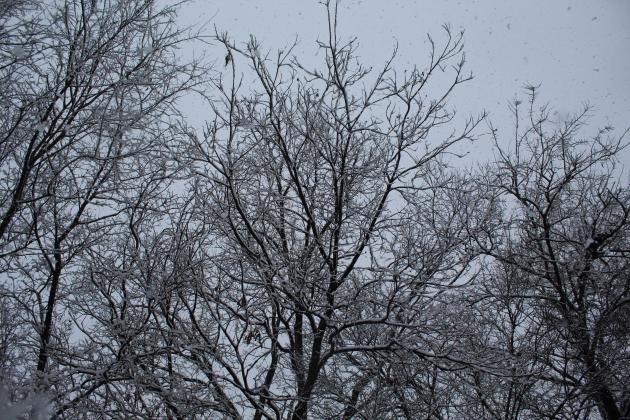 Snowy Tuesday