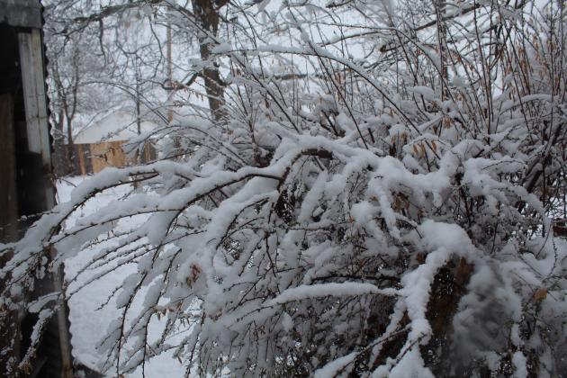 Snowy Tuesday