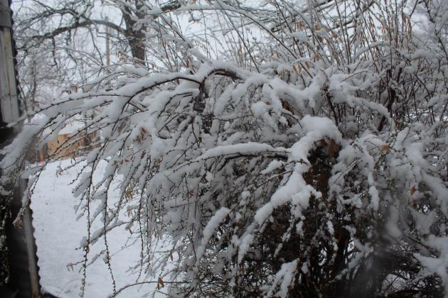 Snowy Tuesday