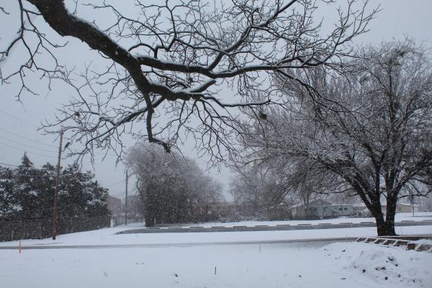 Snowy Tuesday
