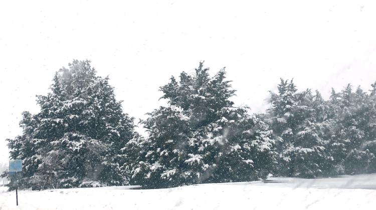 Snowy Tuesday