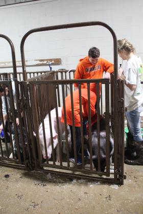 Central Area Livestock Show
