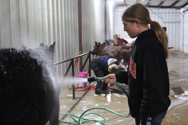Carsyn Ball, of Chandler 4-H, washes her Maine-Angus cow during the Central Area Livestock Show, held at the Heart of Oklahoma Expo Center on Jan. 26-28. Countywide &amp; Sun/Natasha Dunagan