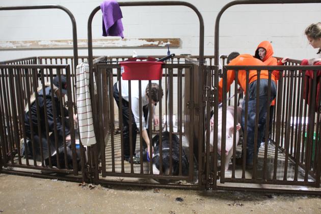 Central Area Livestock Show