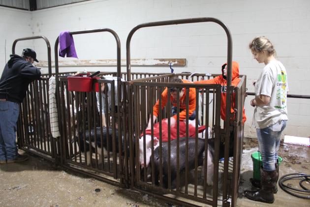 Central Area Livestock Show
