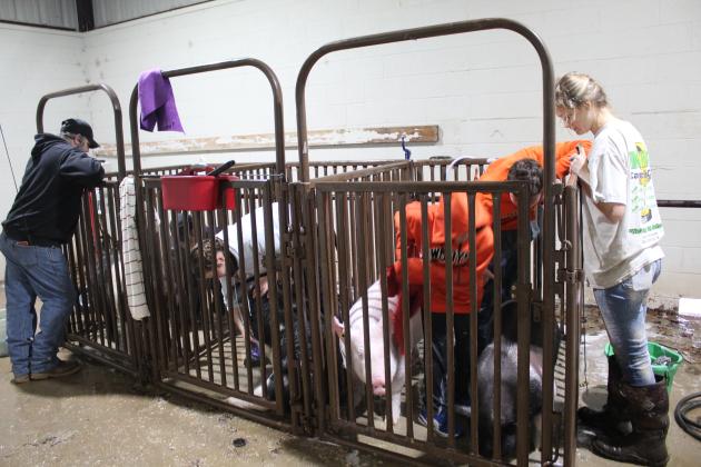 Central Area Livestock Show