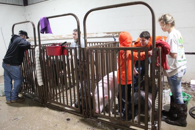 Central Area Livestock Show