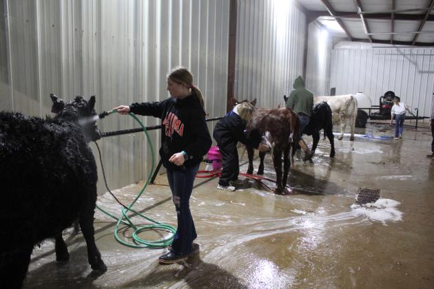 Central Area Livestock Show