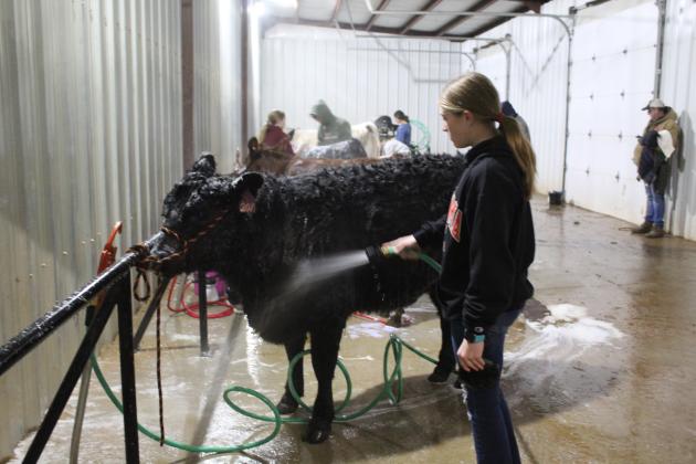 Central Area Livestock Show