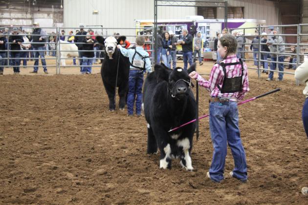 Central Area Livestock Show