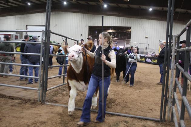 Central Area Livestock Show