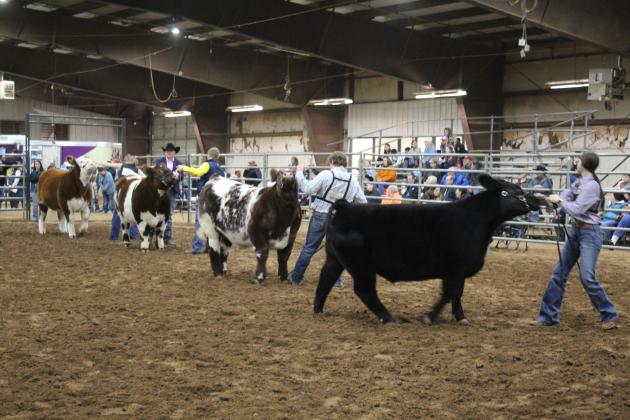 Central Area Livestock Show