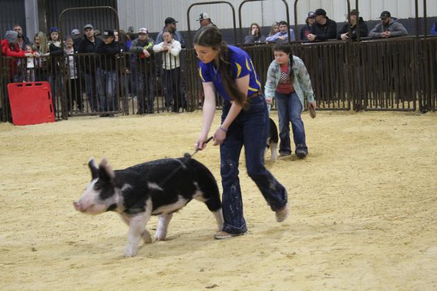 Central Area Livestock Show
