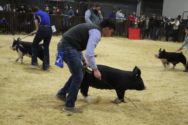 Central Area Livestock Show