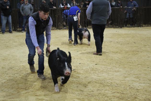 Central Area Livestock Show