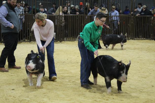 Central Area Livestock Show