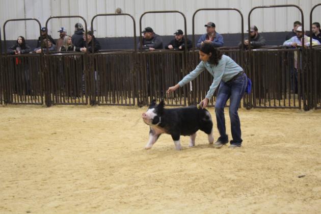 Central Area Livestock Show