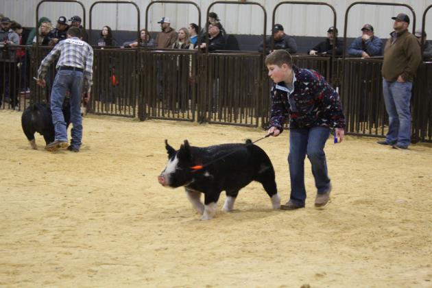Central Area Livestock Show