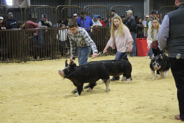 Central Area Livestock Show