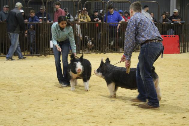 Central Area Livestock Show