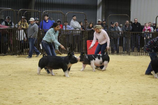 Central Area Livestock Show