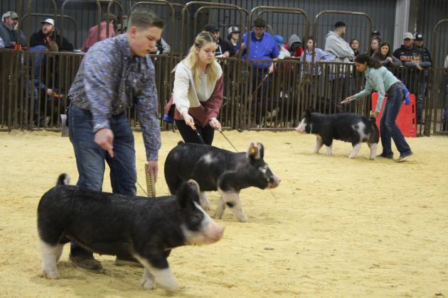 Central Area Livestock Show