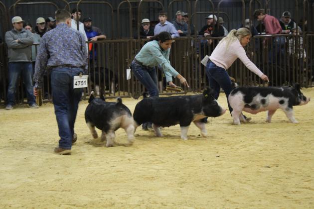Central Area Livestock Show