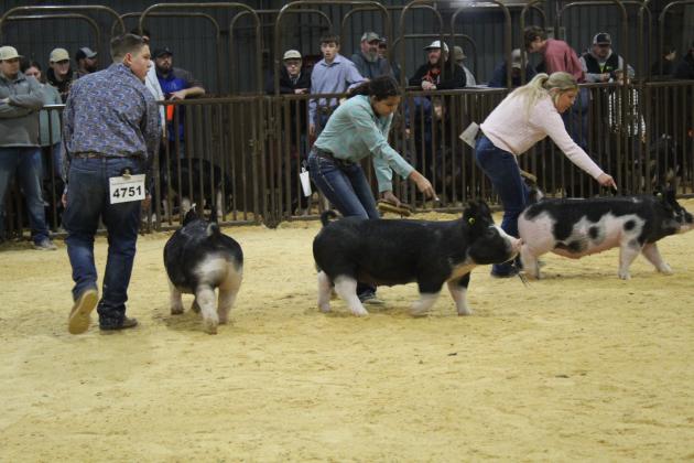 Central Area Livestock Show