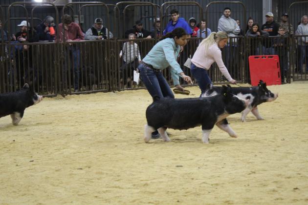 Central Area Livestock Show