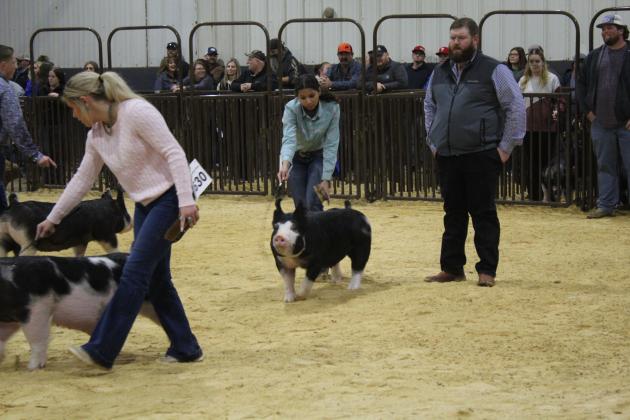 Central Area Livestock Show