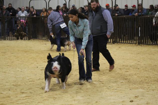 Central Area Livestock Show