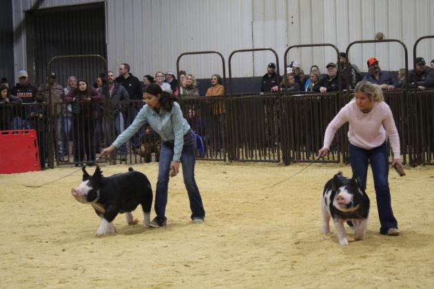 Central Area Livestock Show
