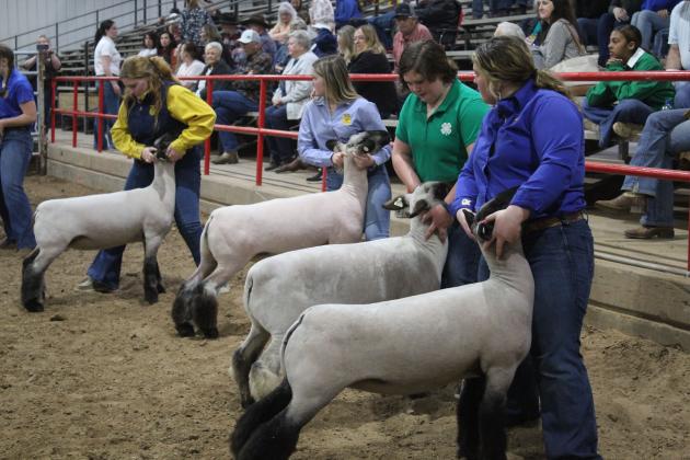 FFA and 4-H Club members show in the Division 2 Sheep Show during the Pottawatomie County Junior Livestock Show, Feb. 28, at the Heart of Oklahoma Expo Center in Shawnee. Countywide &amp; Sun/Natasha Dunagan