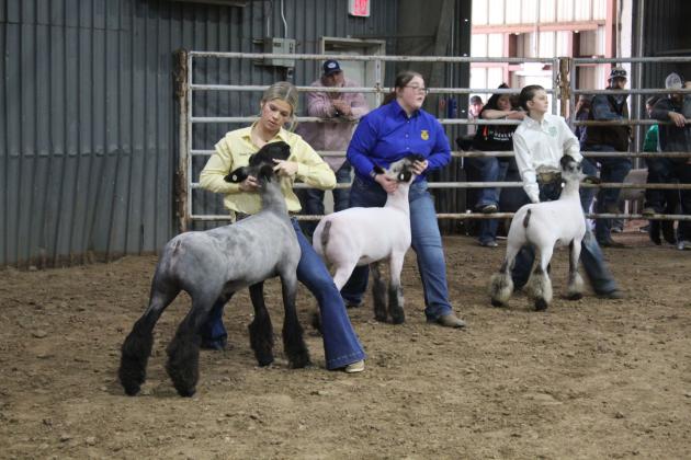 Class winners Katelyn Fleming, of Tecumseh; Mady Trout, of Macomb; and K.J. Anthony, of Bethel, show in the Division 2 Sheep Show during the Pottawatomie County Junior Livestock Show, Feb. 28, at the Heart of Oklahoma Expo Center in Shawnee. Anthony won Division 2 Champion, and Fleming won Division 2 Reserve Champion. Countywide &amp; Sun/Natasha Dunagan