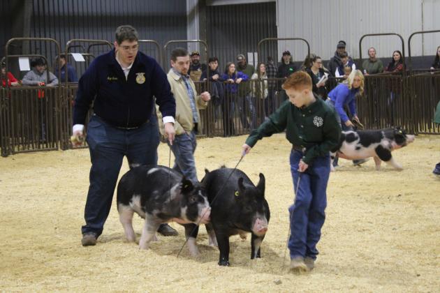 Gage Brown, of McLoud FFA, and Kase Littrell, of Tecumseh 4H, show their swine in the Class 4 Dark AOB Swine Show Division of the Pottawatomie County Junior Livestock Show (PCJLS) on March 2, as judge Jarrod Halphen looks on. Countywide &amp; Sun/Natasha Dunagan