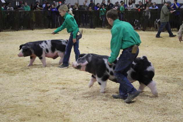 Tecumseh 4H Club members, Allison Ashcraft and Preston Haines show their Spots in the Dark AOB Class 3 of the Pottawatomie County Junior Livestock Show (PCJLS) Swine Show on March 4. Haines had the breed champion in that class, and Ashcraft had the reserve champion. Countywide &amp; Sun/Natasha Dunagan