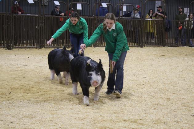 Jacee Townsend and Kensley Whittington, both of Tecumseh 4H Club, show their Dark AOB breeds in the Swine Show of the Pottawatomie County Junior Livestock Show on March 2. Townsend won Class 4 with her entry. Countywide &amp; Sun/Natasha Dunagan
