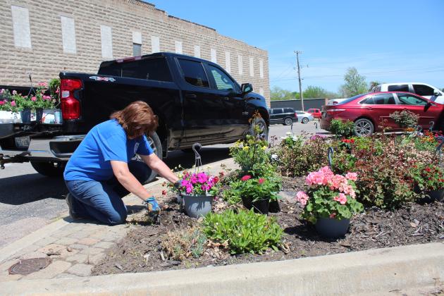 Tecumseh City Clerk/Treasurer/Administrative Assistant Cathy Condit plants petunias in one of the 16 gardens on South Broadway Street on April 17. Condit has planted annuals and perennials on the street corners each spring, all but one year, since 2010. Countywide &amp;amp; Sun/Natasha Dunagan