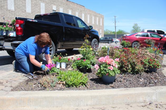 Tecumseh City Clerk/Treasurer/Administrative Assistant Cathy Condit plants petunias in one of the 16 gardens on South Broadway Street on April 17. Condit has planted annuals and perennials on the street corners each spring, all but one year, since 2010. Countywide &amp;amp; Sun/Natasha Dunagan