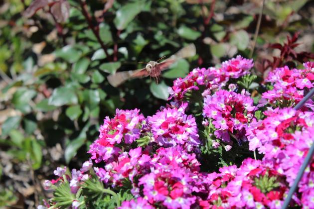 A hummingbird moth drinks nectar from one of the lantana plants blooming in the gardens at Washington and Broadway in Tecumseh. Countywide &amp; Sun/Natasha Dunagan